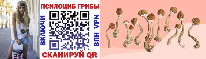 Псилоцибиновые грибы Psilocybe  Перевоз 